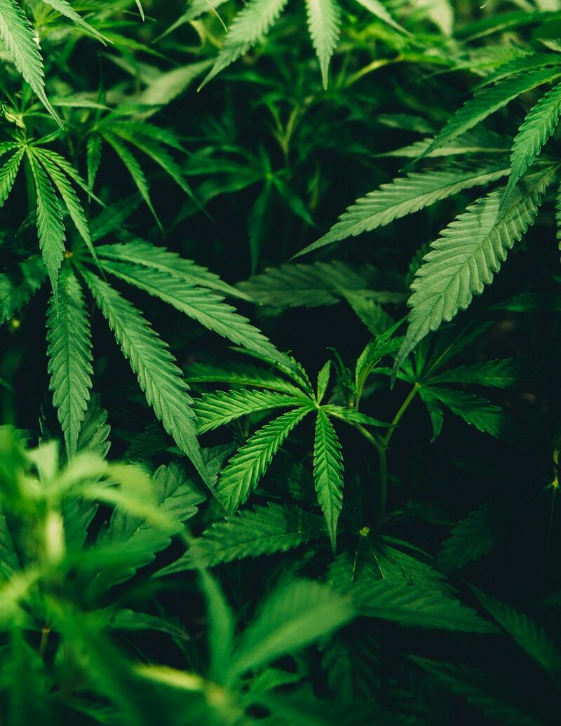 Close-up of a cannabis plant