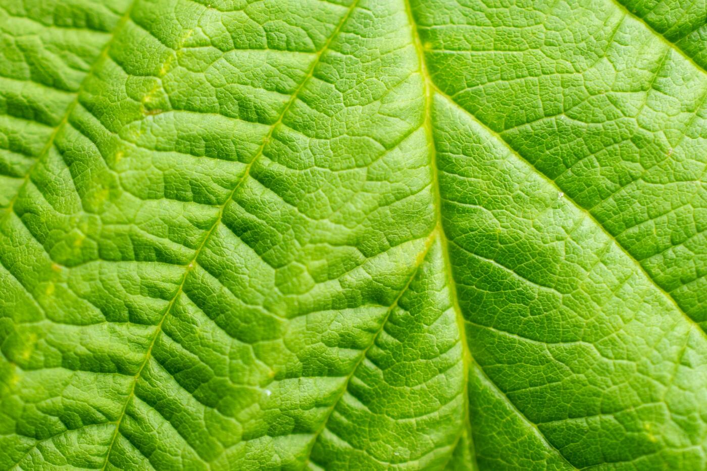 Close-up of a green leaf